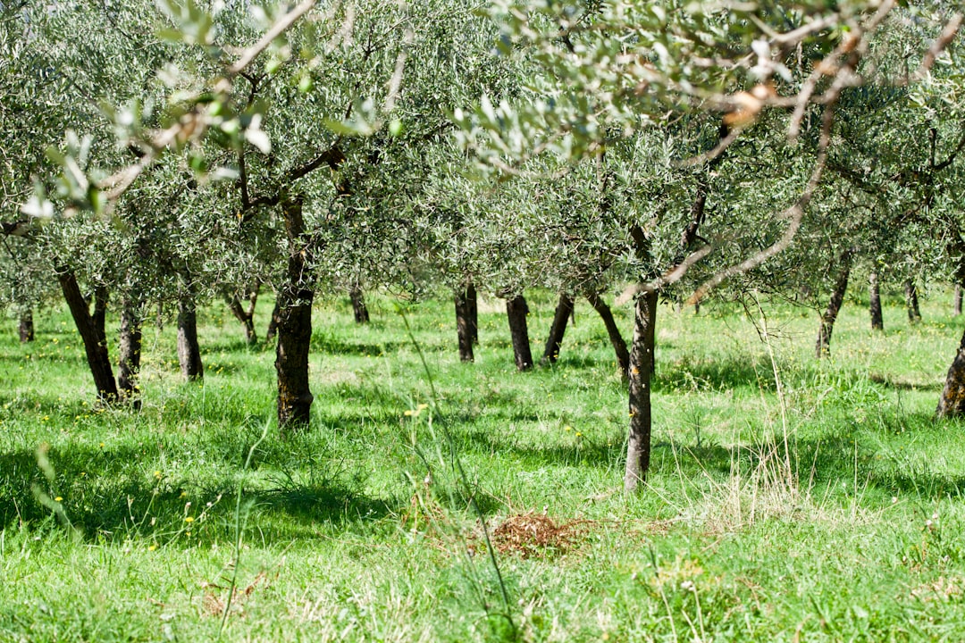 Erken Hasatla Sızma Zeytinyağı Piyasasında Rekabet Avantajı