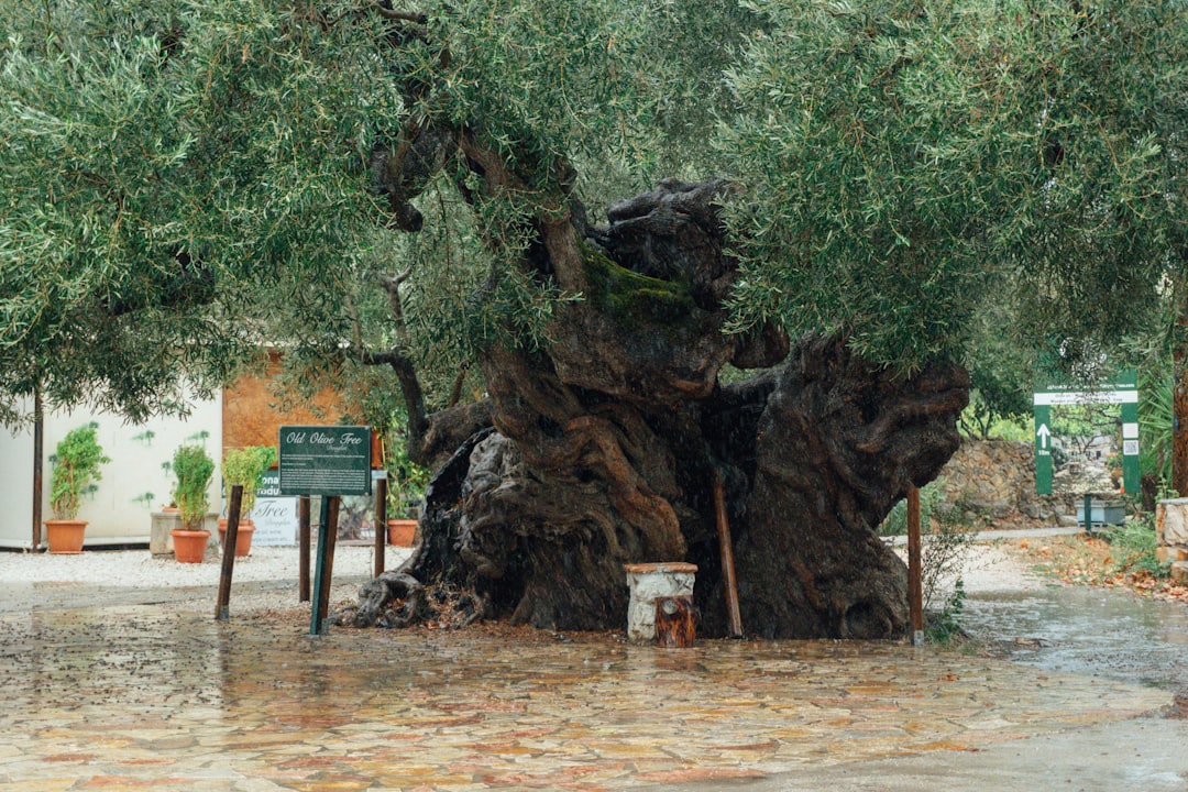 Filtresiz Erken Hasat Sızma Zeytinyağı Rehberi - olive tree