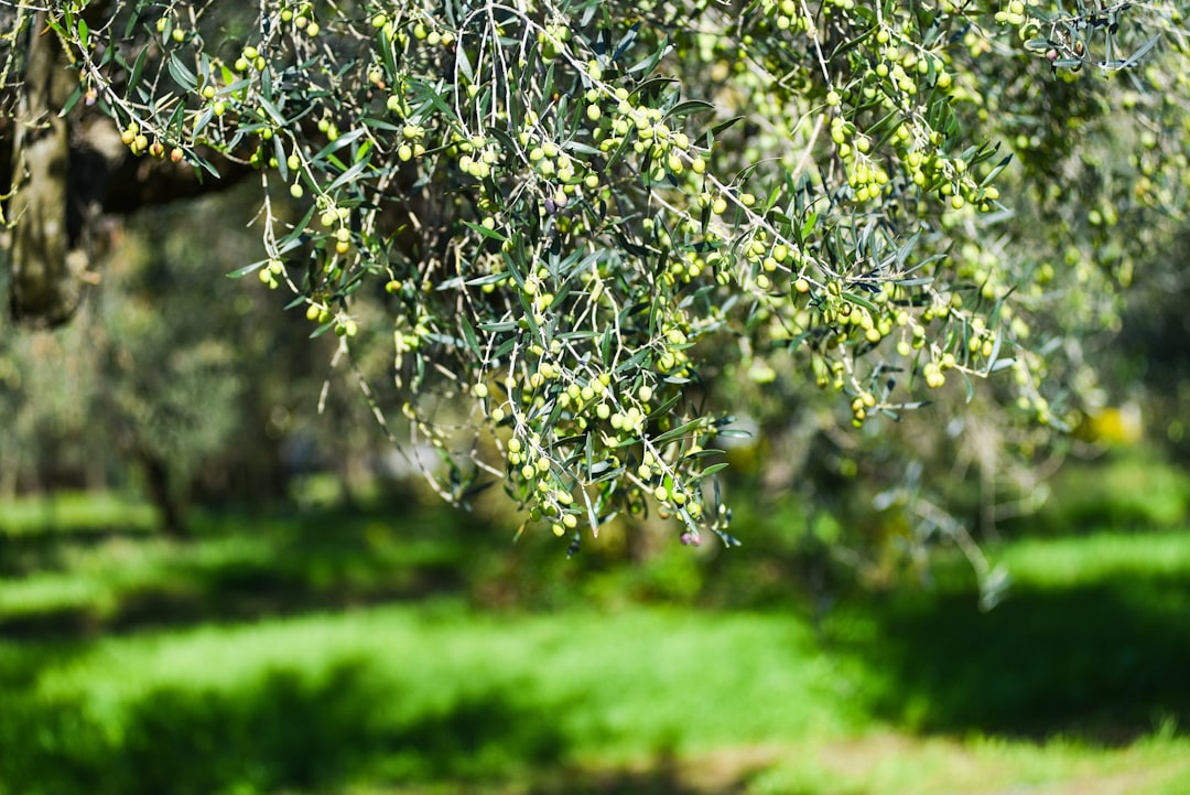Filtresiz Erken Hasat Zeytinyağıyla Şifa Yöntemleri - olive oil health benefits