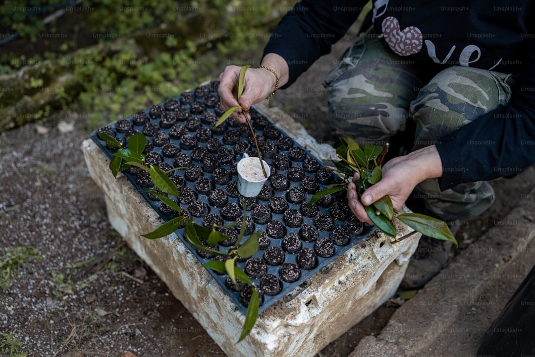 Gemlik Tipi Siyah Zeytin ile Akşam Yemeği Önerileri - gemlik black olives