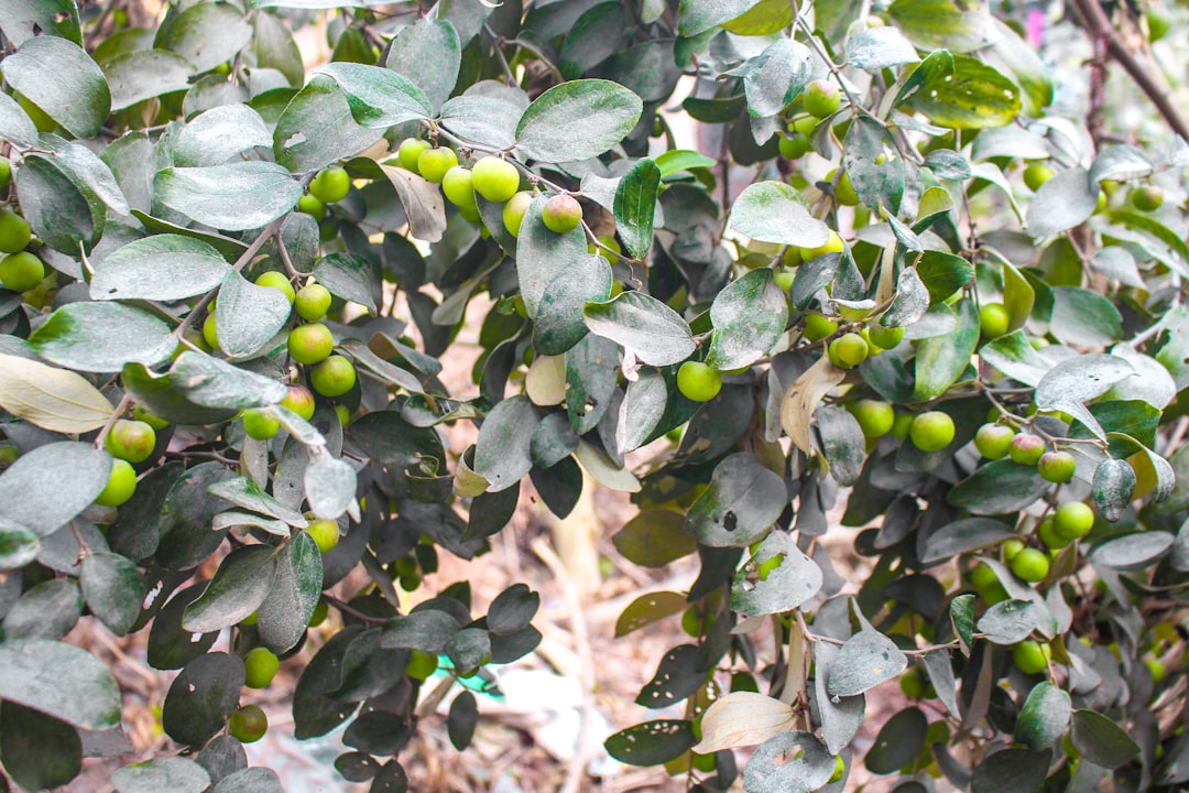 Gemlik Tipi Siyah Zeytinlerin Çiftçi Deneyimleri - black olives