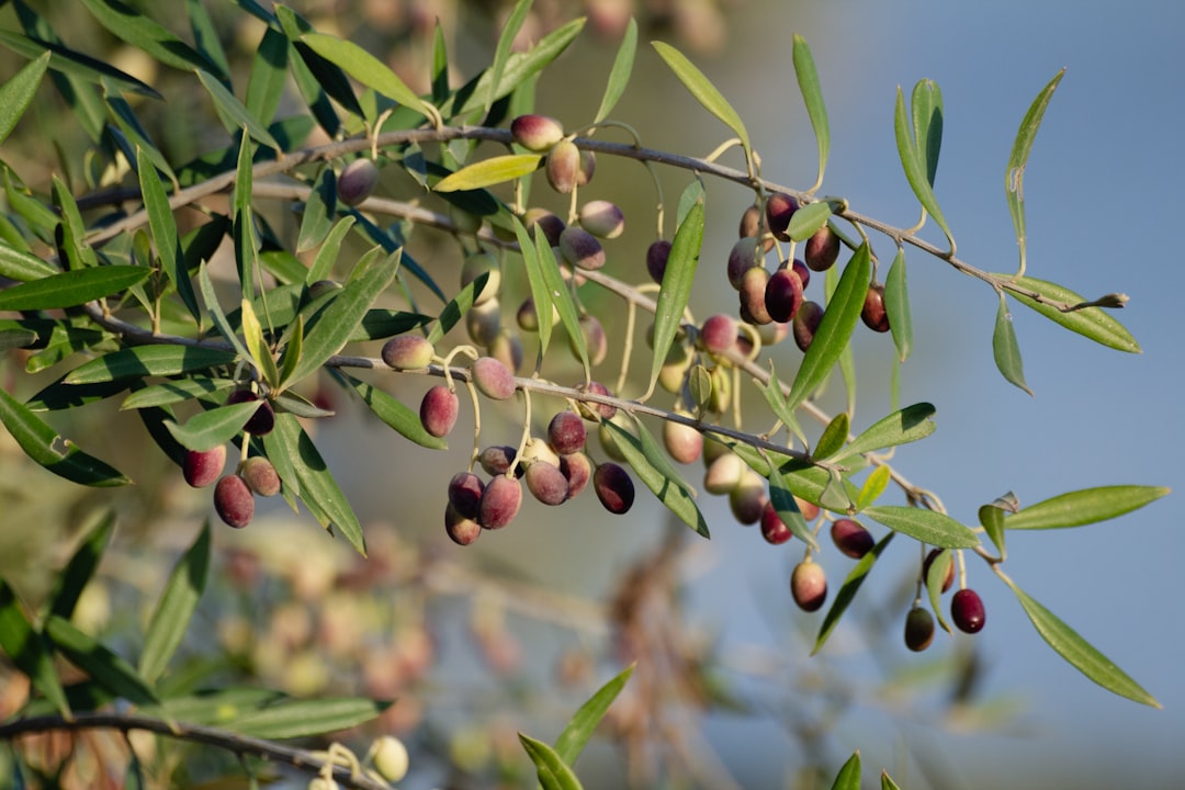 Gemlik Tipi Siyah Zeytinlerin Çiftçi Deneyimleri - olive grove