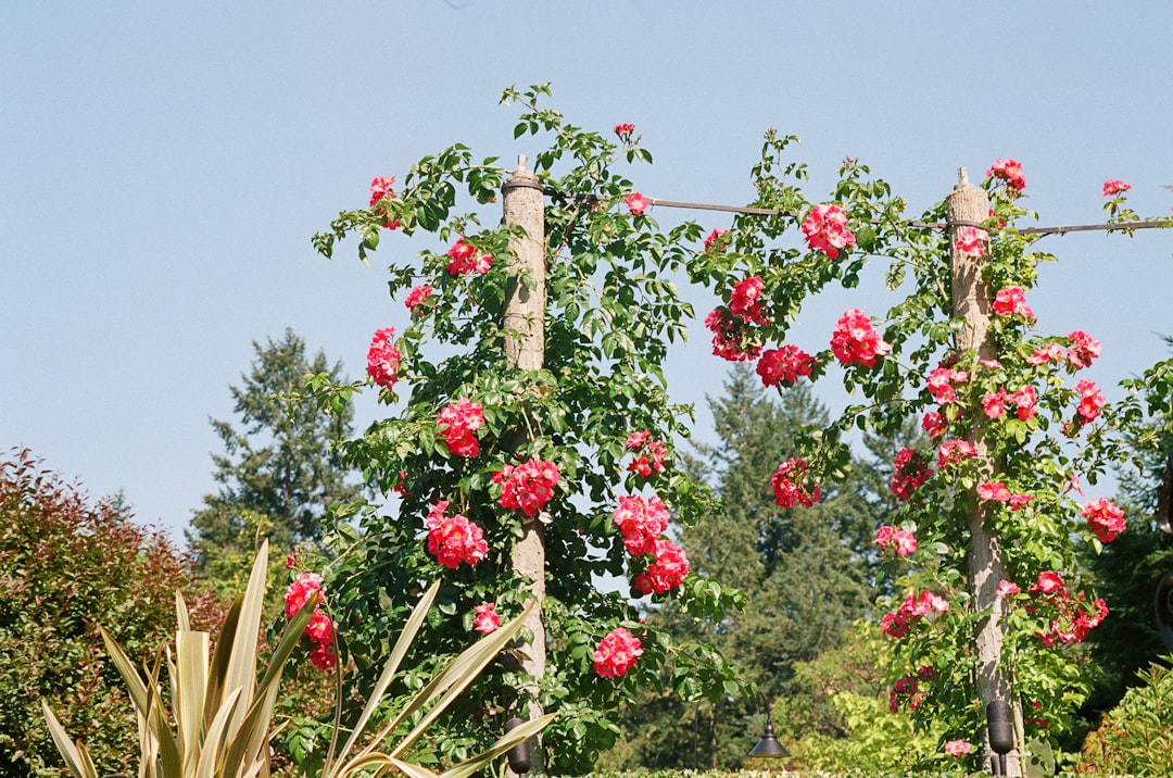 Gurme Yağ Seçimi: Biberiye ile Yeni Bir Yolculuk - rosemary sprigs