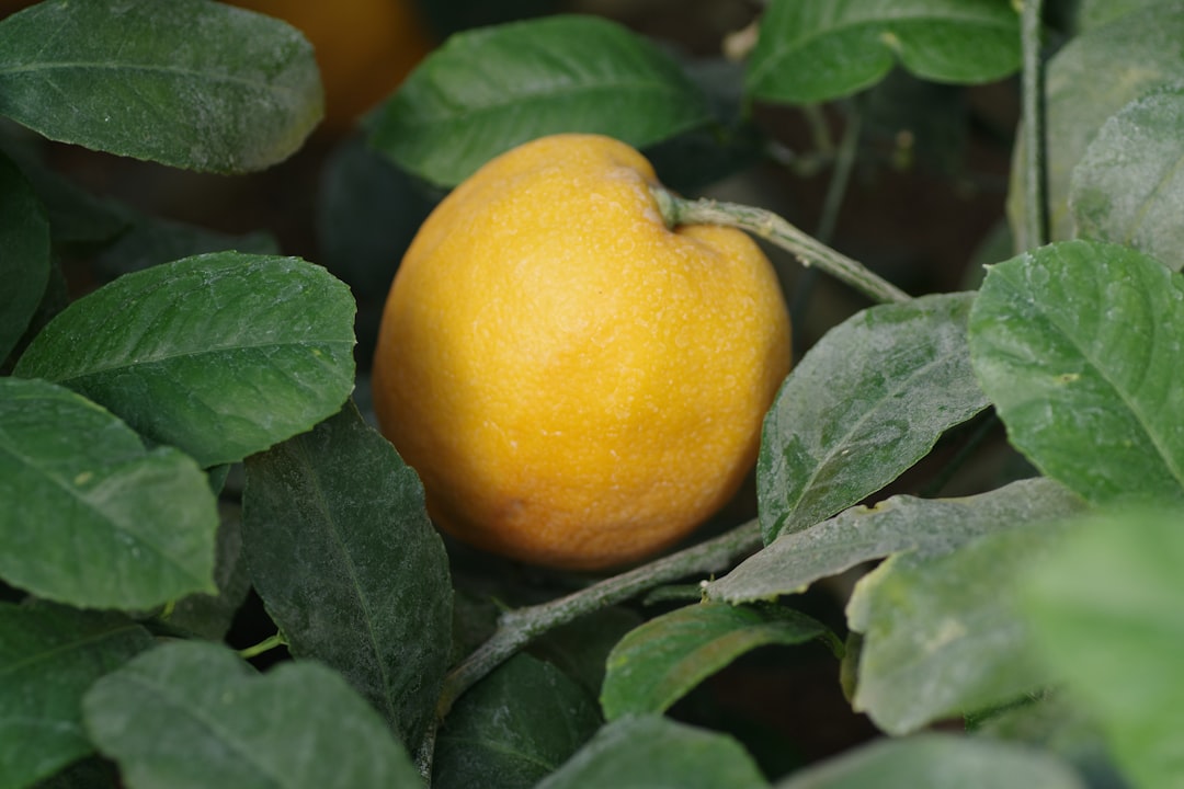 Gurme Yağlarda Bergamotun Sırrını Açığa Çıkarın - bergamot fruit