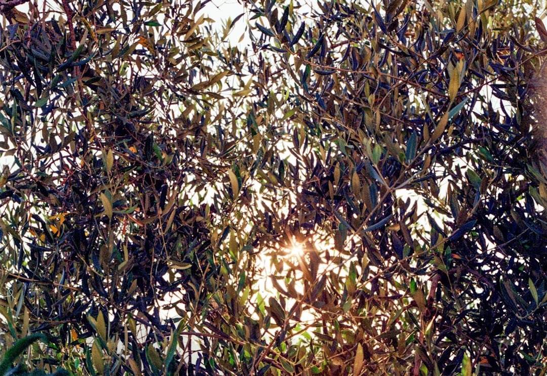 Gurme Yağlarla Evde Çıkan Biberli Zeytinyağı Tarifi - biberli zeytinyağı