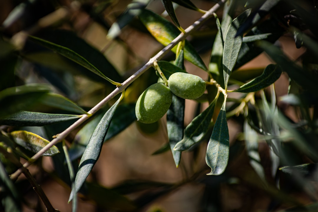 İlk Derece Riviera Yağları İçin İpuçları - olive oil storage