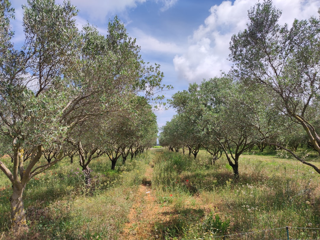Kızartmalarda Naturel Birinci Zeytinyağının Mucizevi Etkisi - olive tree