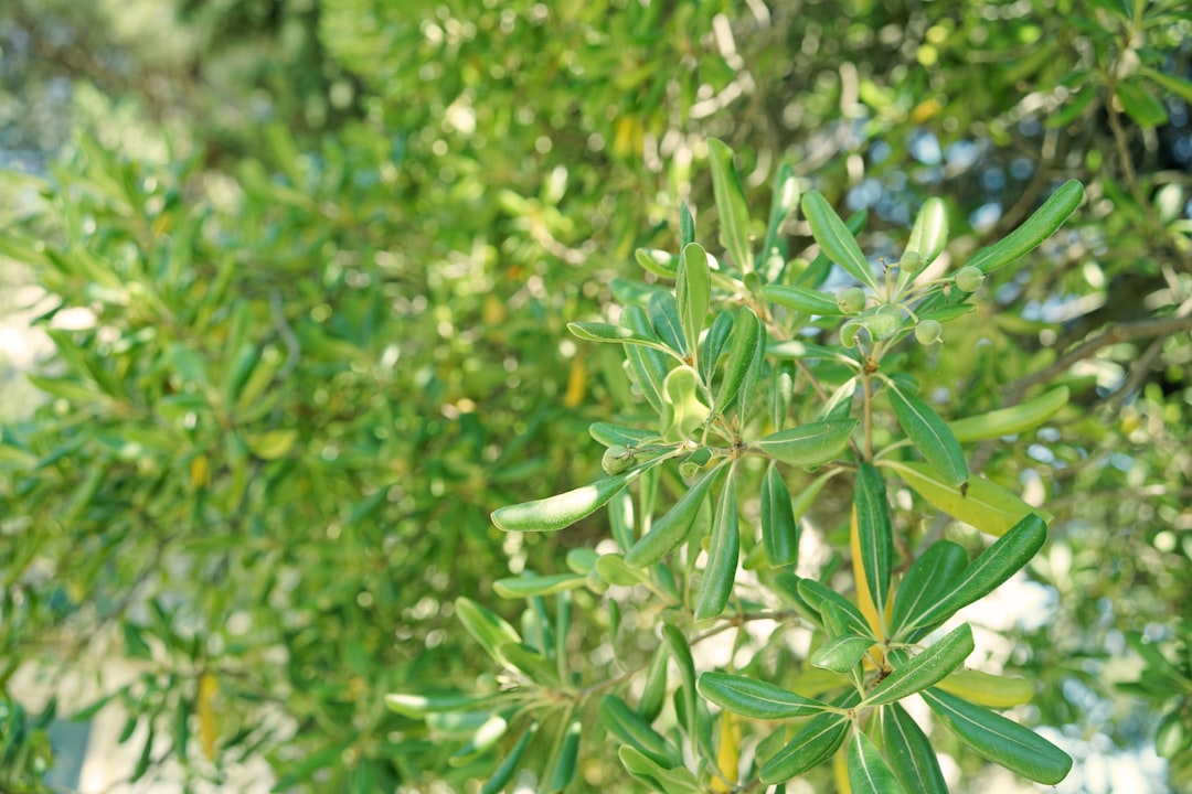 Köklü Geleneklerden Modern Sofralara Sızma Zeytinyağı Soğuk Sıkımı - olive grove