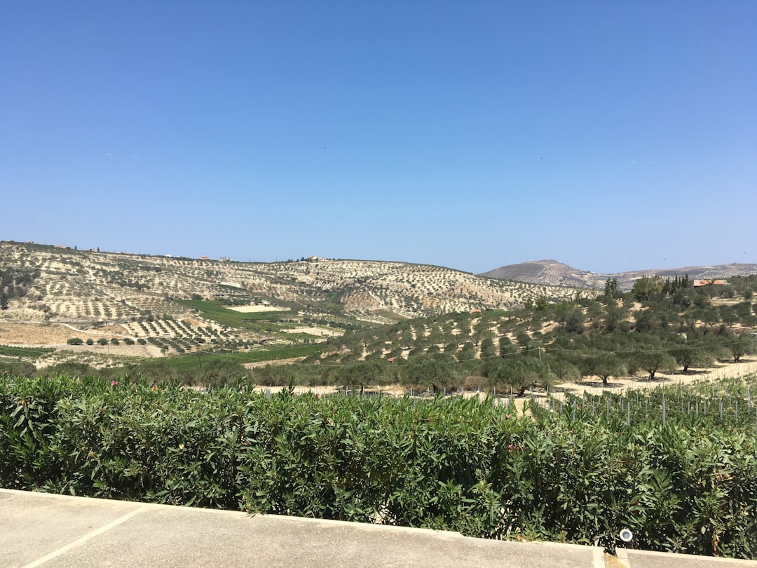 Köklü Zeytin Ağaçlarından Sıfır Sıcaklıkta Soğuk Sıkım