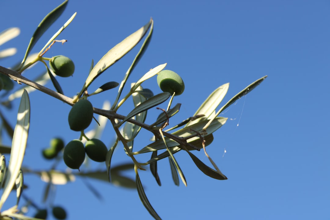 Kokusuz Riviera ile Çorba ve Soslarda Berrak Lezzet - olive oil pouring