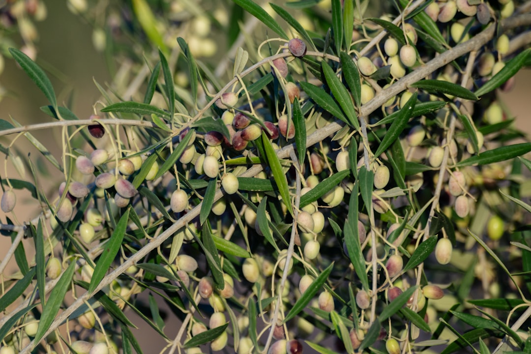 Lezzet Setleriyle Zeytinyağı Tanımının Önemi - olive grove