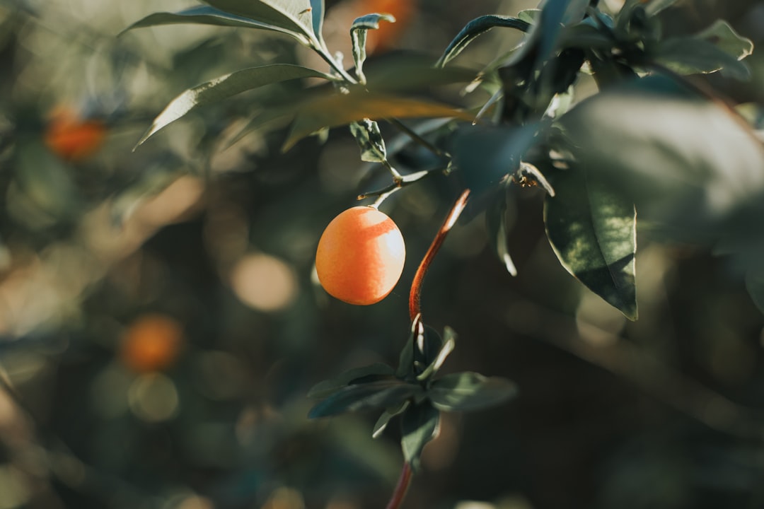 Mandalina Aromalı Yağlarla Kendinizi Ödüllendirin - mandalina aromalı yağ