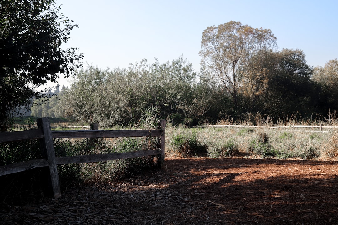 Meyvemsi Yoğun Zeytinyağı, Erken Hasatın Lezzet Defteri - olive orchard early harvest