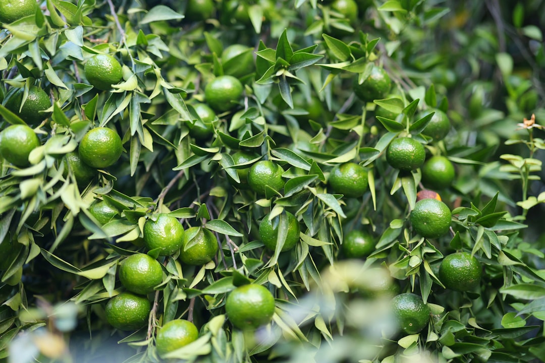 Milas Kaba Zeytinyağının Ege'deki Kökleri