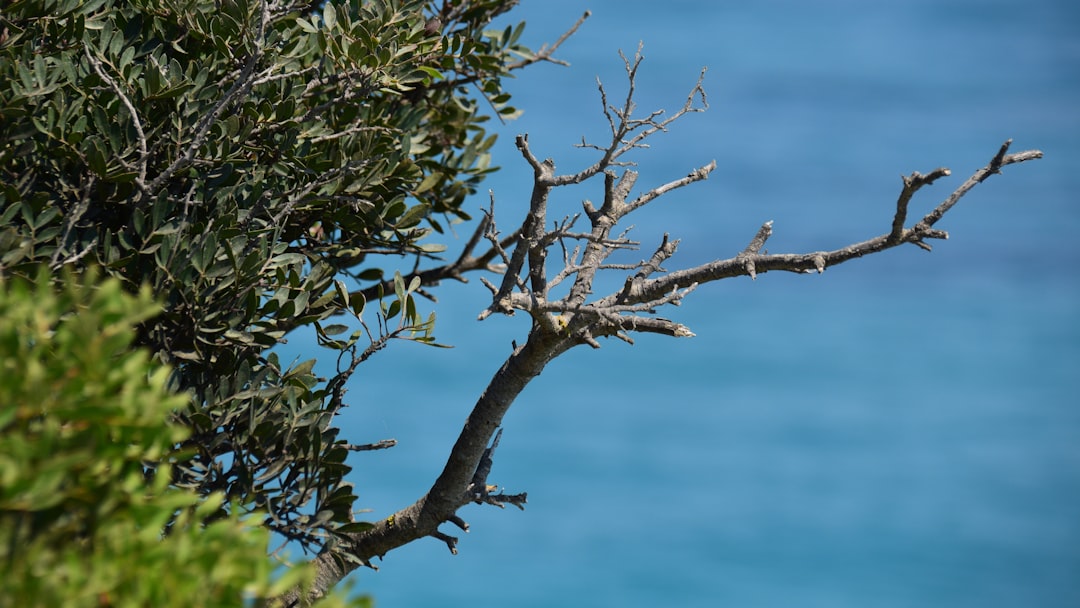 Milas Kaba Zeytinyağının Ege'yi Yansıtan Aroması - olive grove
