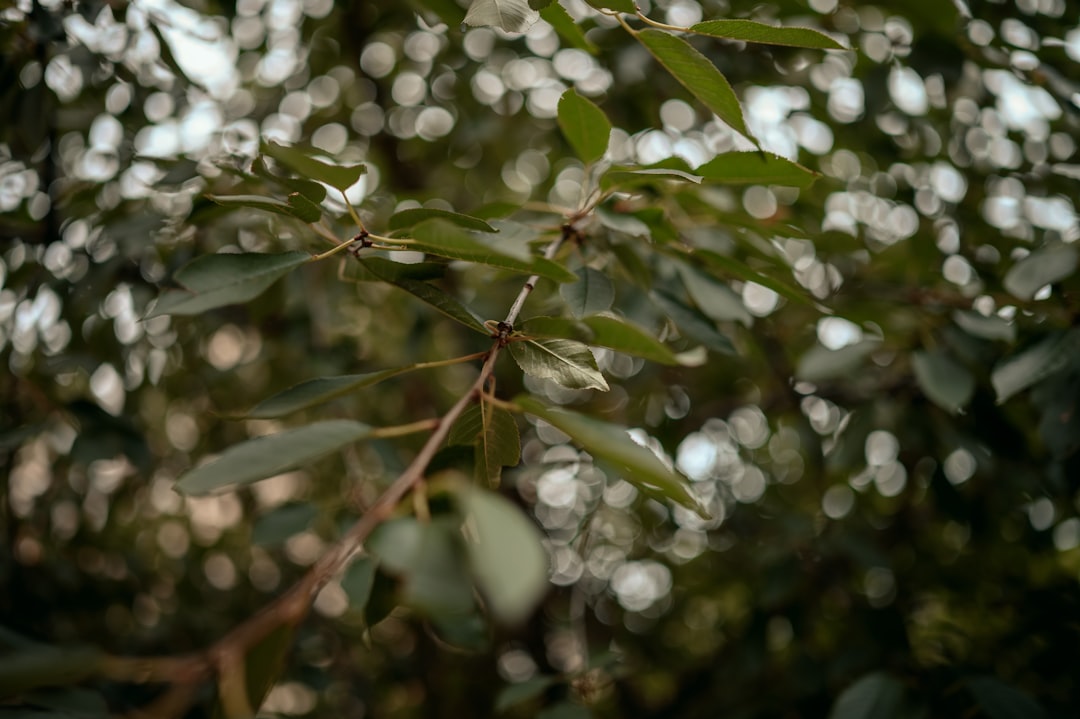 Milas Trilye Zeytinyağında Coğrafi İşaretin Gücü
