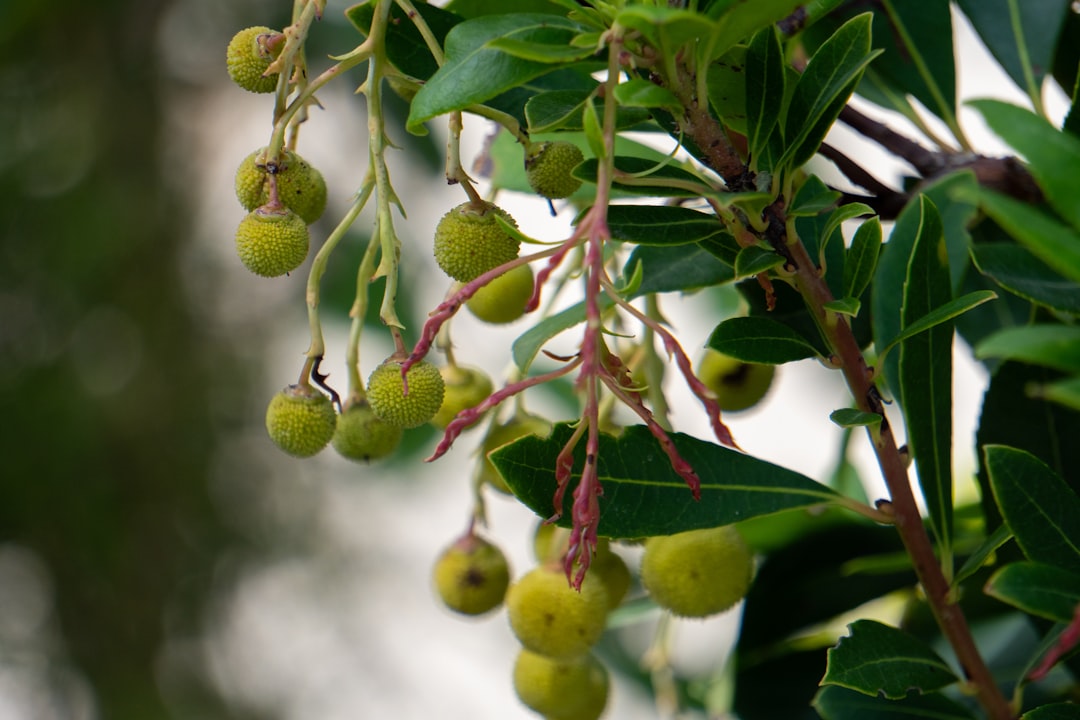 Milas Zeytinyağı Doğal Kalite ve Güven - Milas olive grove