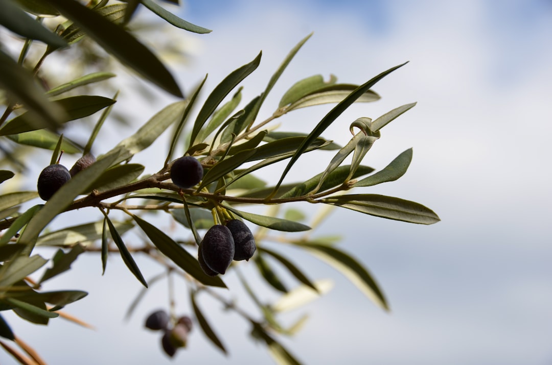 Milas Zeytinyağı Ege'nin Coğrafi İşaretli Yağlarıyla Şıklık Sunar - olive grove