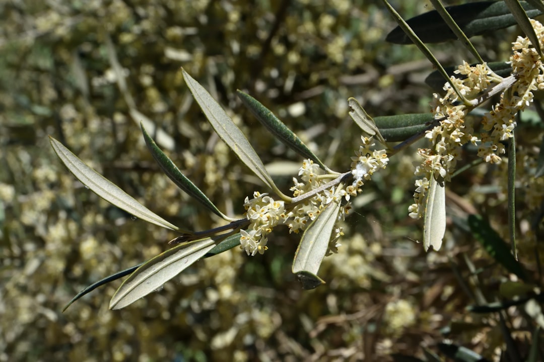 Milas Zeytinyağı Hediye Seçenekleri Ege'nin Özel Yağları - olive grove