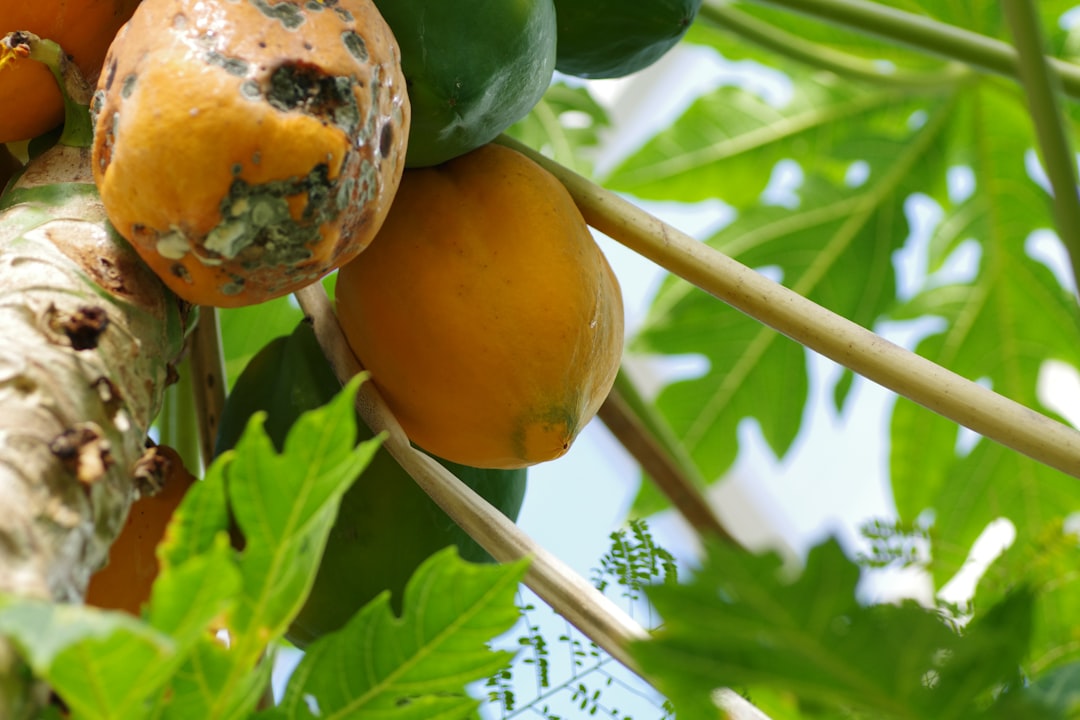 Milas Zeytinyağı ile Ege’nin Coğrafi İşaretli Yağları Uluslararası Arenada Parladı - zeytinyağı üretimi