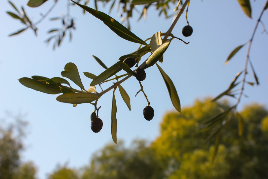 Milas Zeytinyağı ile Sağlıklı Yaşamı Satışa Çevirin - olive oil production