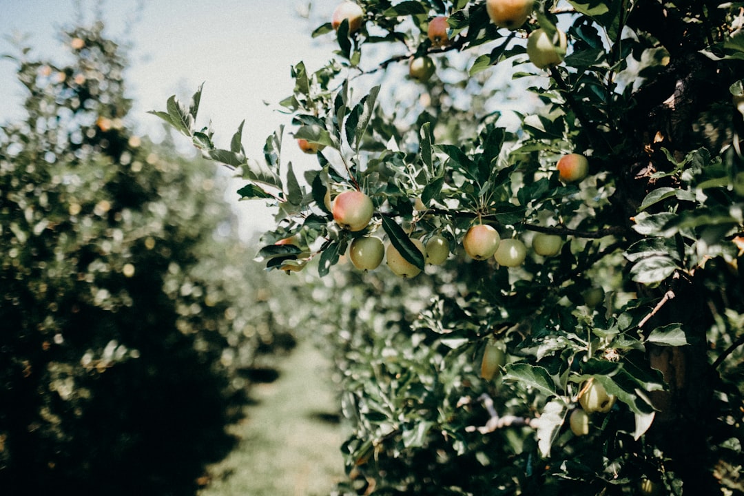 Milas Zeytinyağı Lezzet Ve Kaliteyi Ölçen Asit - Milas olive orchard