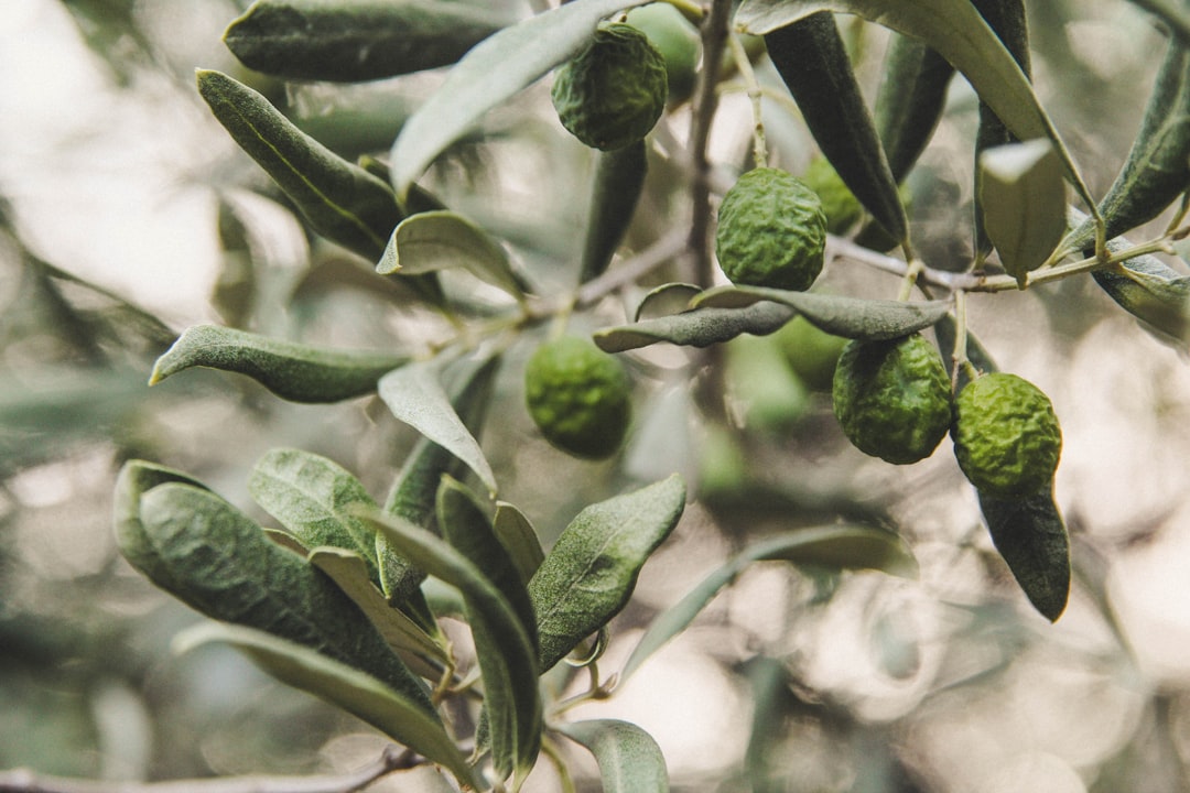 Milas Zeytinyağı Satışında Benzersiz Farklar - olive grove