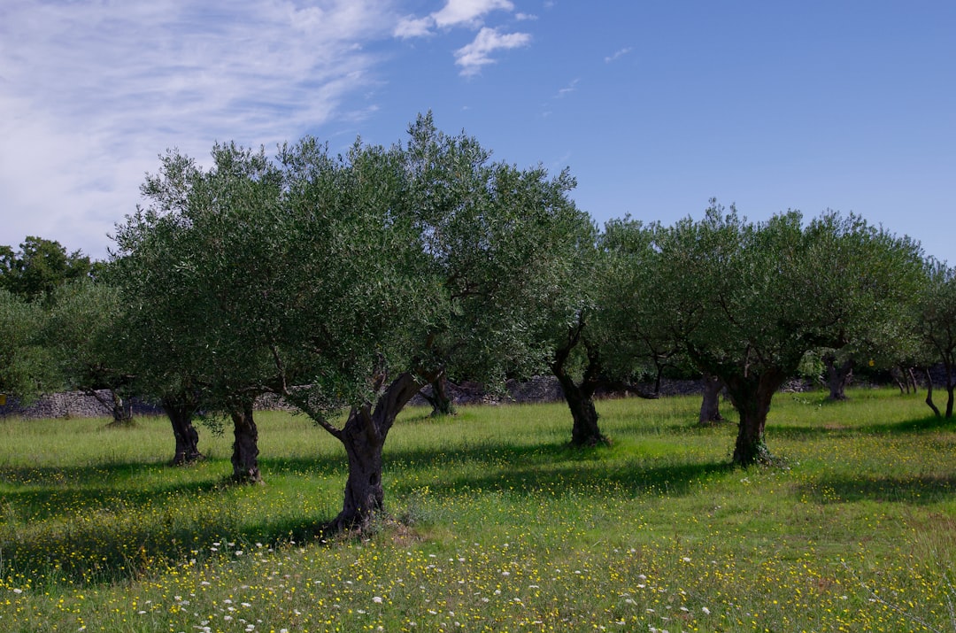 Milas Zeytinyağı Tarih ve Modernite Buluşması - Milas olive harvest