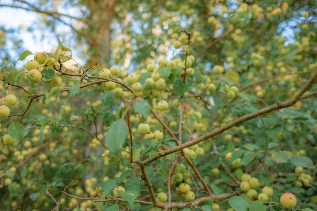 Milas Zeytinyağında Lezzet Dolu Satış Hikayesi - milas olive orchard