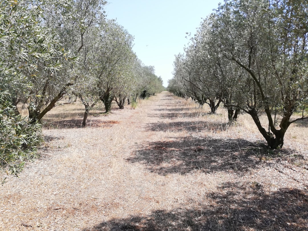 Milas Zeytinyağının Besin Değeri ve Faydaları - olive tree