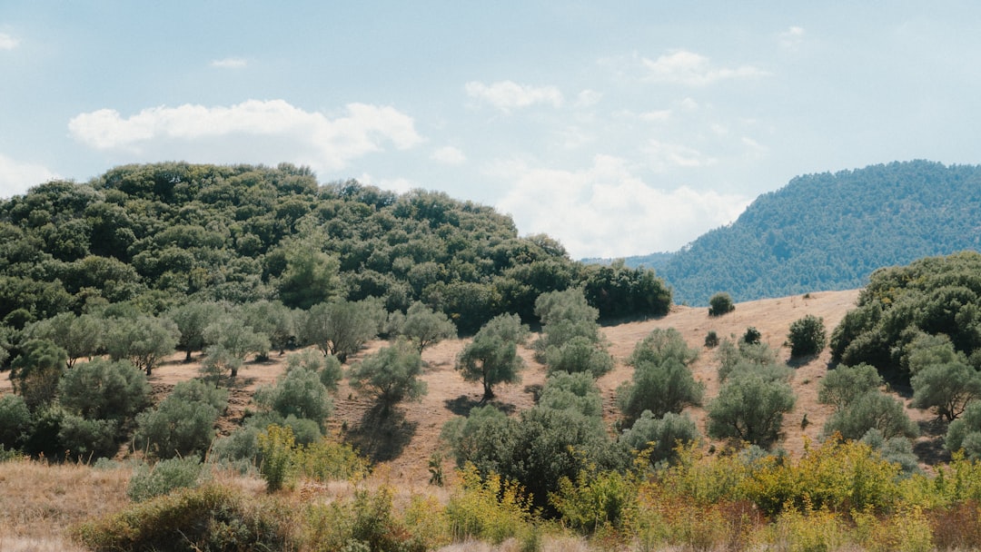 Milas Zeytinyağının Bodur Çeşidinde Tarçınlı Yırtıcı Aromalar