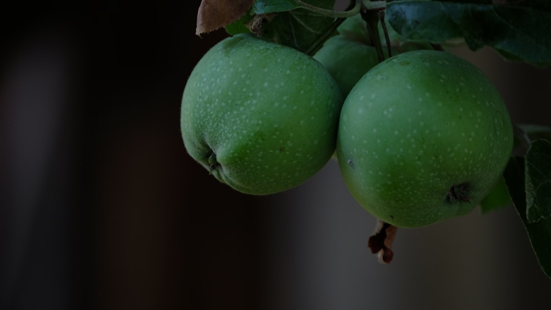 Milas Zeytinyağı’nın Coğrafi İşaret Mirası - doğal zeytinyağı baskı süreci