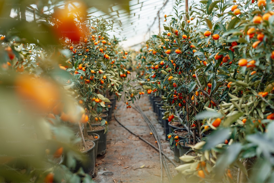Milas Zeytinyağının Coğrafi İşaretli Sırları: Bodur Çeşidin İzinde