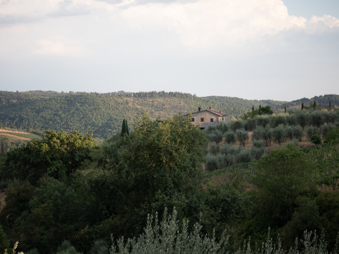 Milas Zeytinyağının Trilye Çeşidiyle Gurur Dolu Yolculuk - olive press