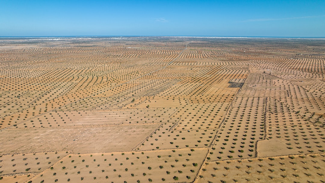 Milas Zeytinyağının Trilye Çeşidiyle Özel Karışımı - olive grove