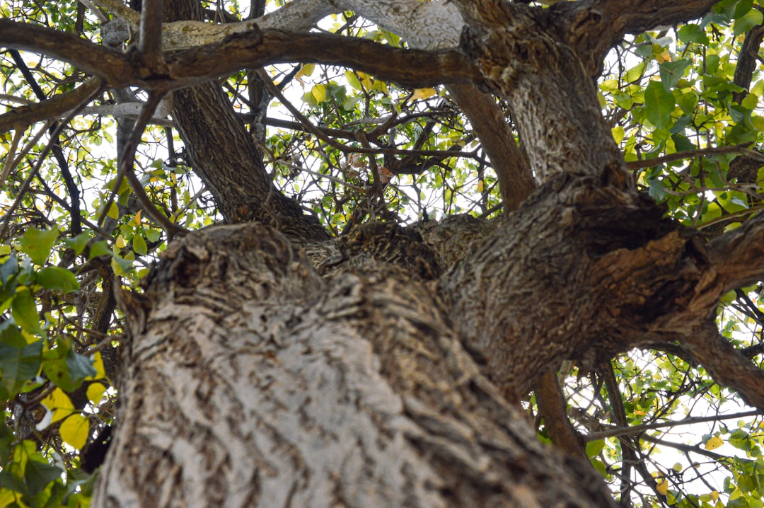 Milas Zeytinyağının Üretim Sürecinde Sürdürülebilirlik - Milas olive grove