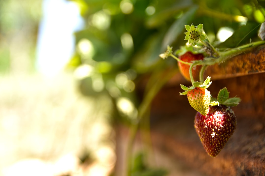 Naturel Birinci İle Riviera: Hafif Lezzet Hikayesi - organik zeytin tarımı