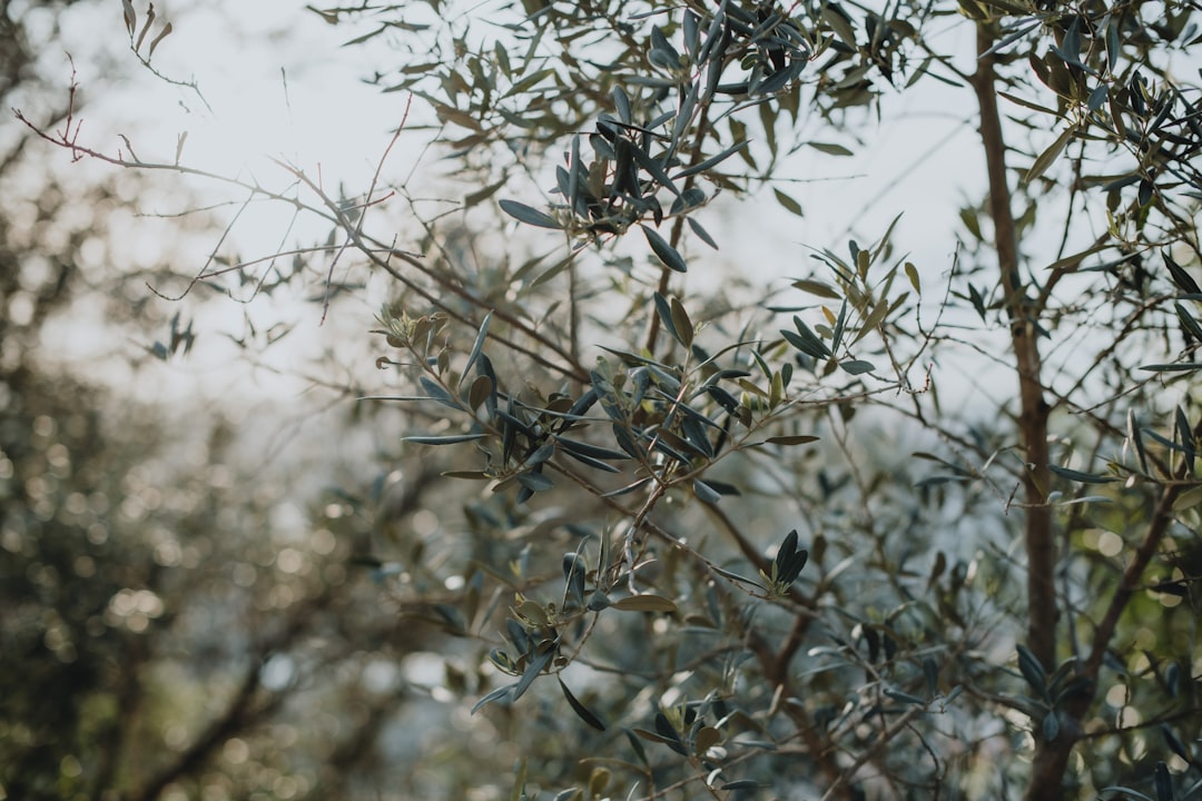 Naturel Birinci ile Riviera: Hafif Lezzetin Yolculuğu - light olive oil dish