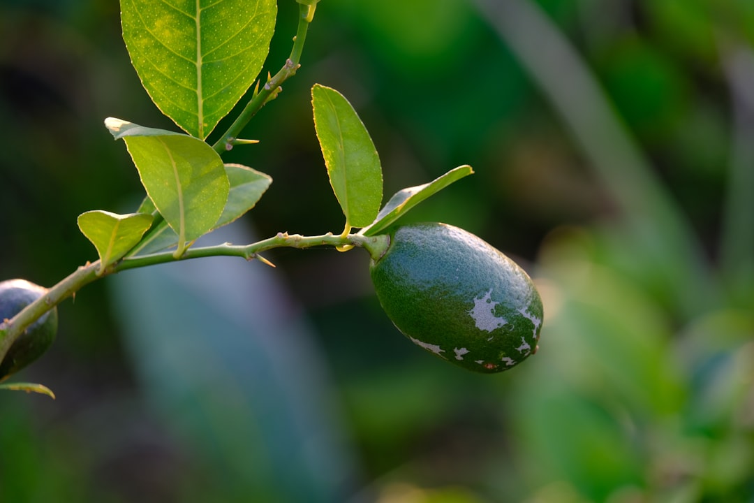 Naturel birinci yağları riviera 18 litre teneke ambalaji ürün karşılaştırması - green olives