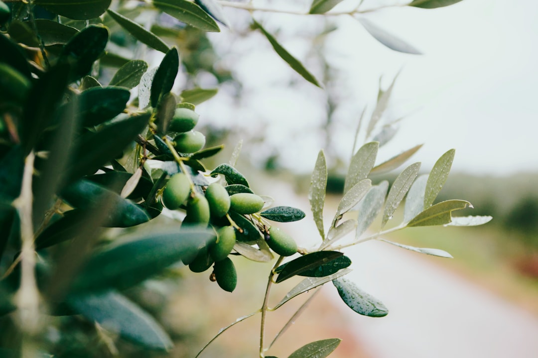 Naturel Birinci Yağlarıyla Eşsiz Kurabiye - olive oil in kitchen