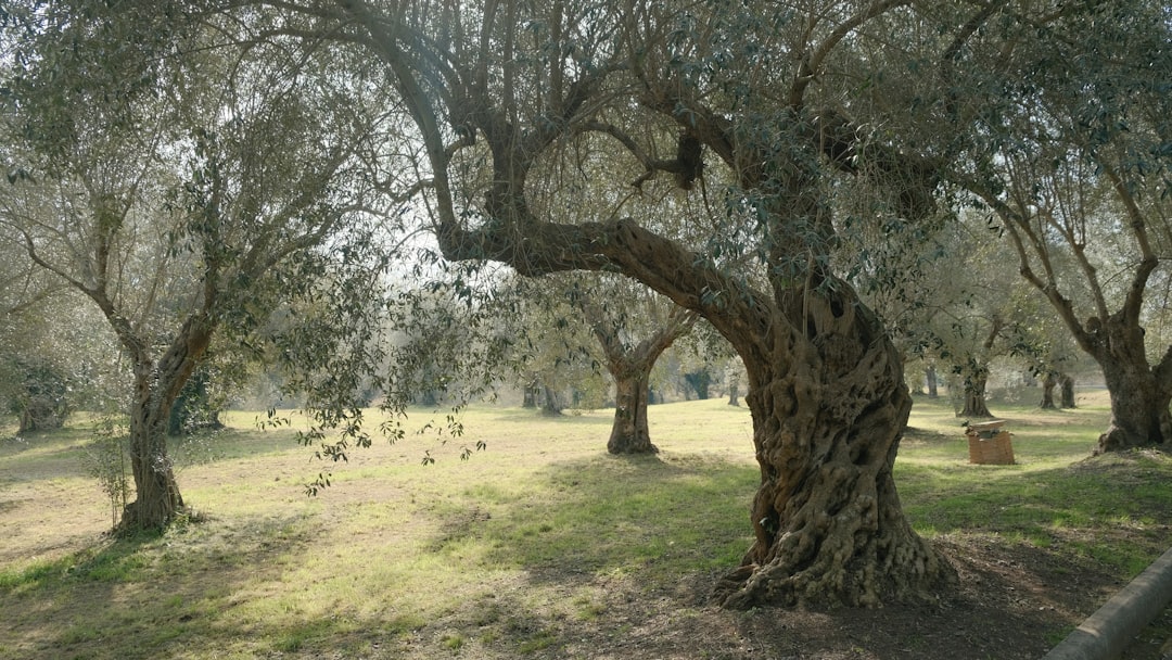 Naturel Birinci Zeytinyağı Fiyat ve Kalite Dengesi - olive orchard