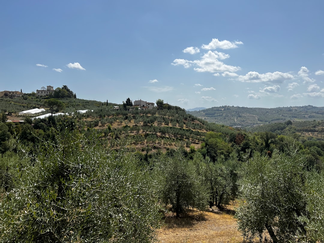 Naturel Birinci Zeytinyağı ile Ekonomik Büyük Boy Tadları - olive orchard