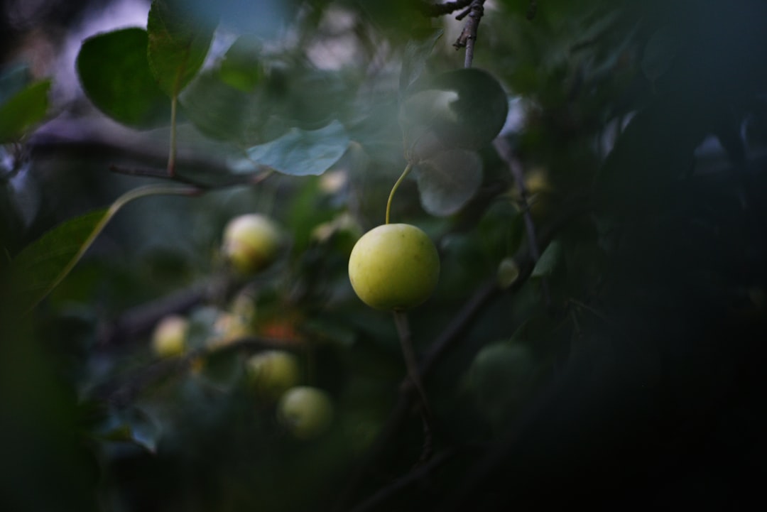 Naturel Birinci Zeytinyağı ile Sağlıklı Yaşam - zeytin ağaçları