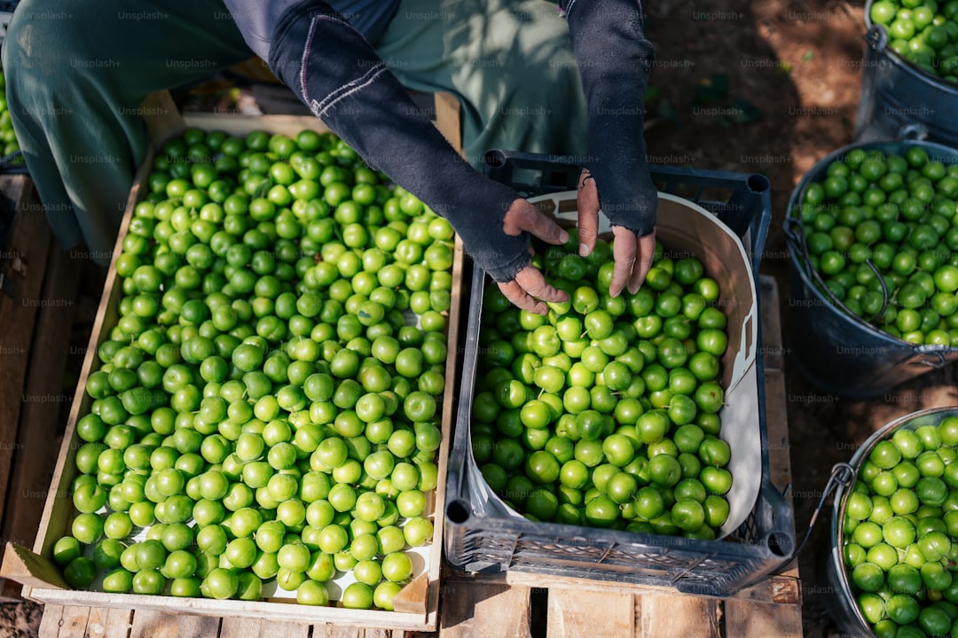 Naturel Birinci'nin Riviera Zeytinyağları Dökme Toptan Satışı - olive orchard
