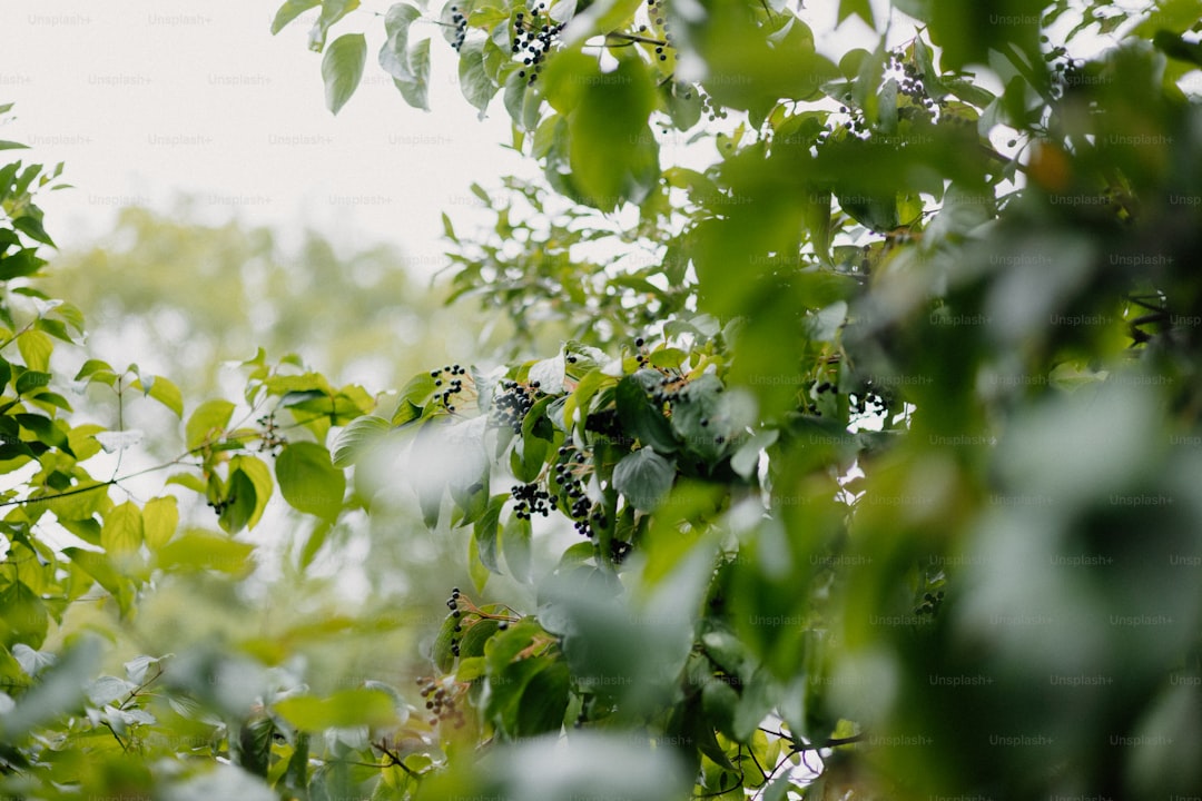 Organik Erken Hasat Zeytinyağının Müşteri Tercihleri