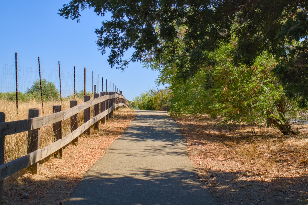 Organik Erken Hasat Zeytinyağının Müşteri Tercihleri - olive grove