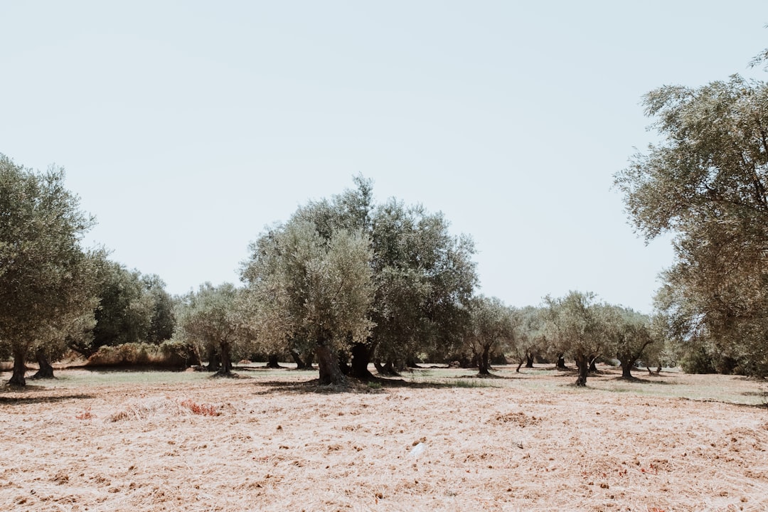 Organik Sertifikalı Erken Hasat Zeytinyağı Üretim Süreci