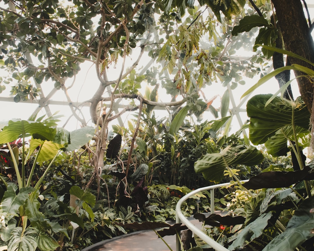 Organik Sertifikalı Erken Hasat Zeytinyağı Üretim Süreci - organik zeytin bahçesi