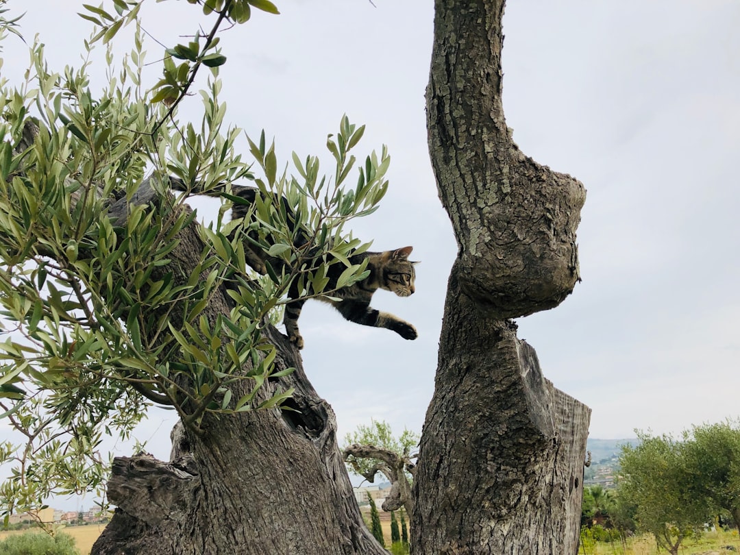 Riviera Yağları Naturel Birinci Ekonomik Büyük Boy Rehberi - olive grove