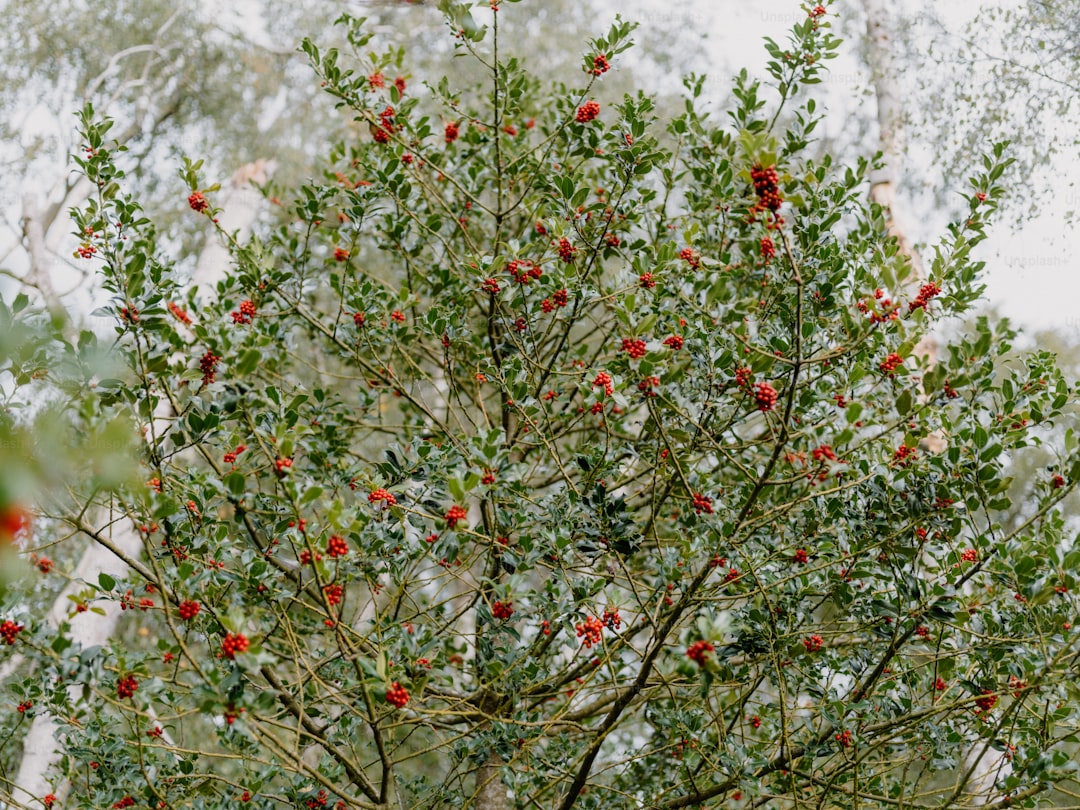 Riviera Zeytinyağında Tazelik Sırları - olive orchard